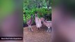 Gang Of Four Emus Elude Authorities Outside Of Austin, Texas