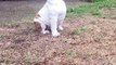 Ce bulldog anglais découvre la pluie. Réaction hilarante!