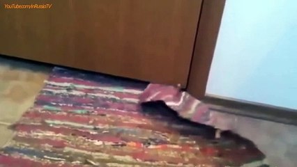 funny videos back to school funny videos extreme