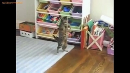 funny videos birds funny videos ever made