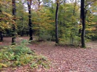Les poilus en forêt oct 15