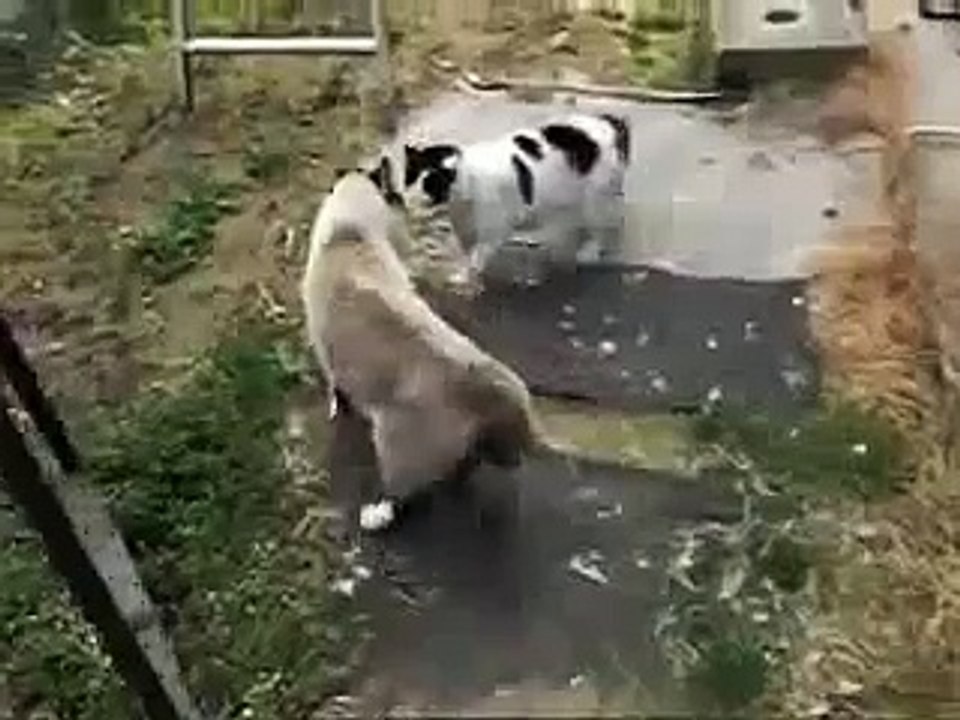 funny cats fight 2014 low
