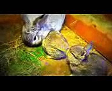 Funny Baby Bunny Rabbits Just 1 week old Funny Babies Bunnies