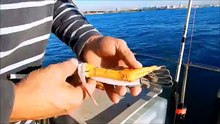 Pêche du poulpe à la Planche en bateau ! ( explication + pratique ) HD