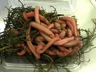 appat, vers bibi, vers americain