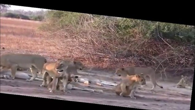 20 hungry lions meet a buffalo Attaque Lions