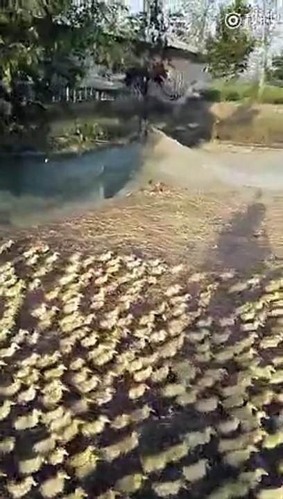 5000 canetons prennent leur premier bain