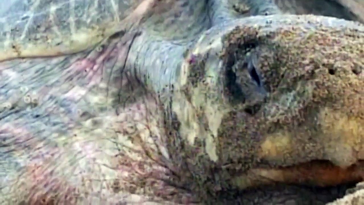 Olive Ridley Turtles Short Documentary