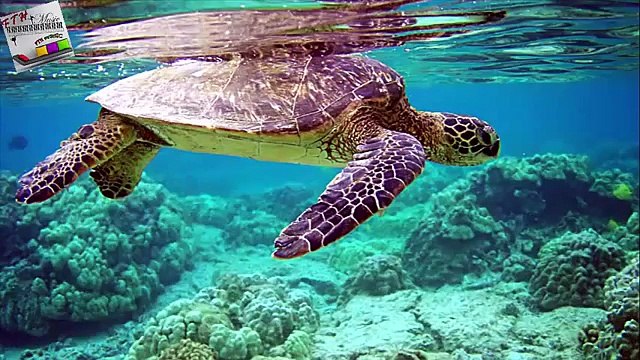 Rahatlatıcı müzik - Enstrümantal müzik - Relaxing Music - Orman dalga Müziği - yağmur - beyin gücü Part 1