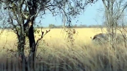 مواجهة شرسة بين زمرة أسود ووحيد القرن