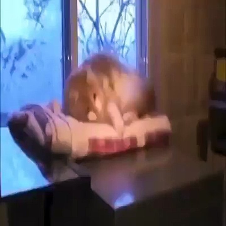 Cat fail to saty at window