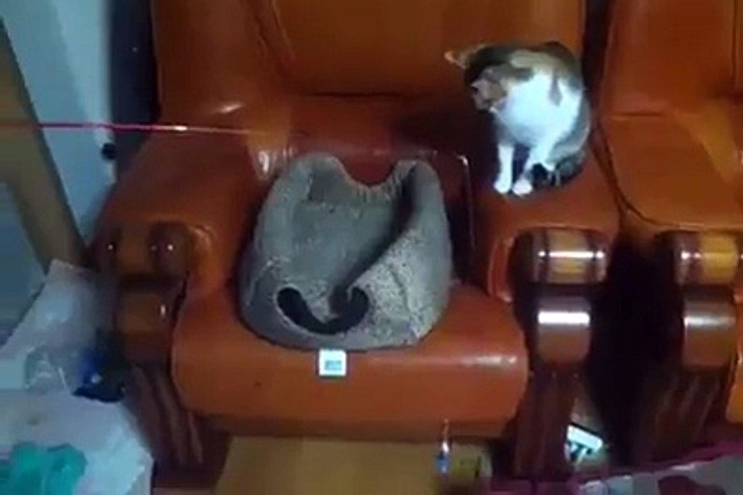 Funny cat fails to catch up