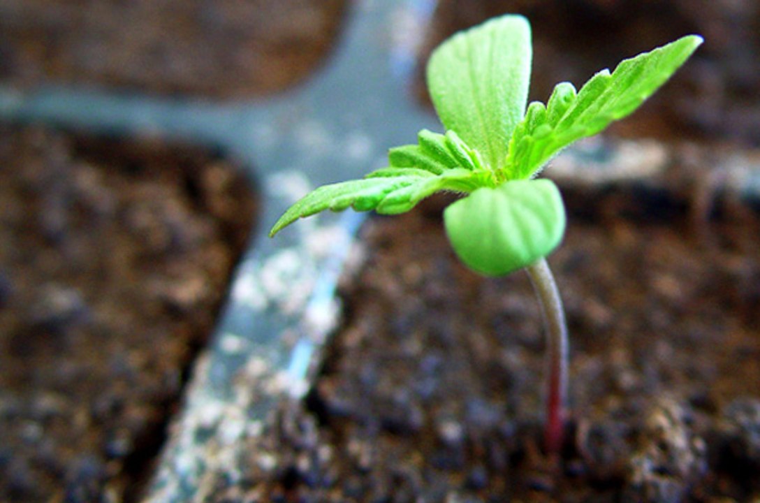 REGULACION DEL CANNABIS | VALENCIA ADICCIONES