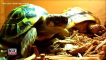 Cute : Deux tortues jumelles sortent de l'oeuf !