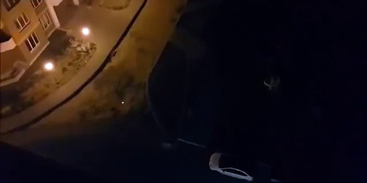 S'amuser avec des chiens errants