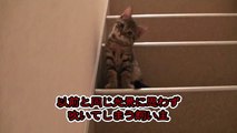 【第84話】子猫、だるまさんが転んだリベンジ（面白い＆可愛い子猫）