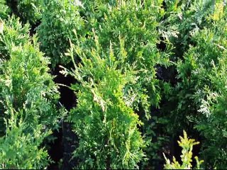 About 2 ft Green Giants  We Sell