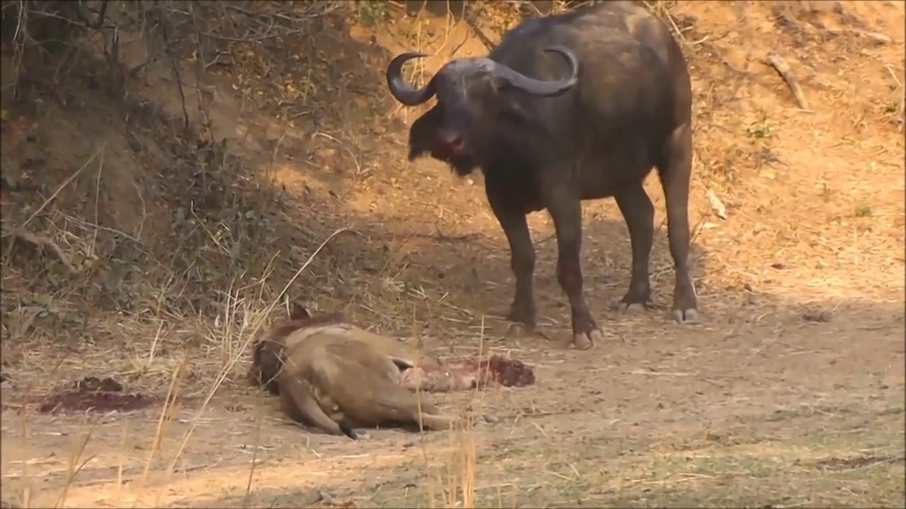 Buffalo kill lion (HD)
