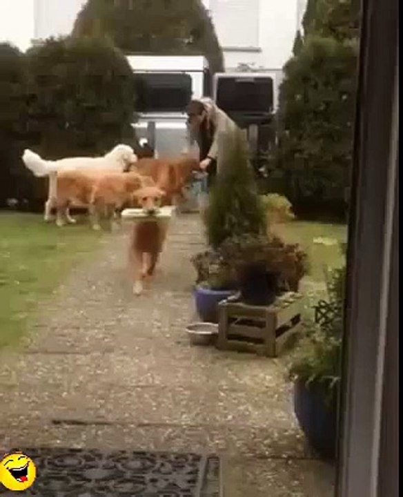 Funny Videos|Funny animal video