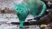 Duendes Extraterrestres un Gato verde y Arañas Gigantes