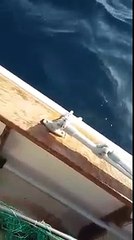 Cinghiale in mare aperto a marina di ginosa