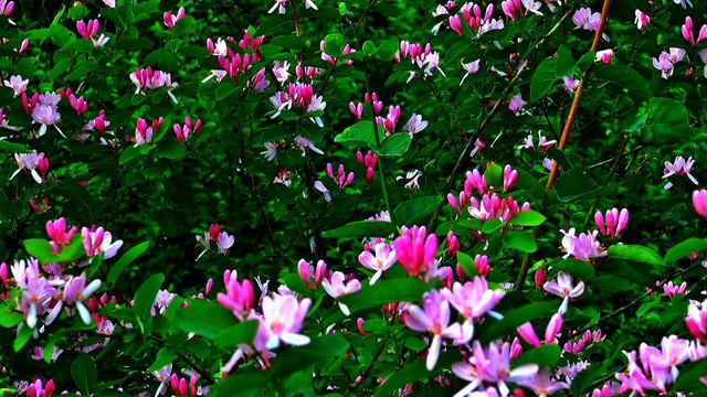 ЛЕТНИЙ ВЕЧЕР фильм и музыка Михаила Киселёва.