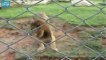 Ce lion a vécu 13 ans en cage, il en sort pour la première fois