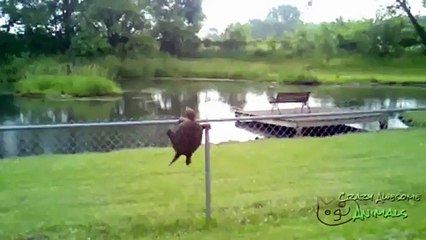 funny animal and kids videos funny animal games