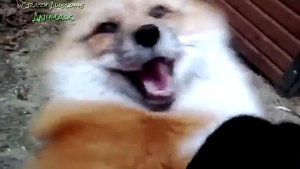 funny animal antics funny animal gags