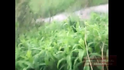 funny animal attacks on humans funny animal fails compilation 2015