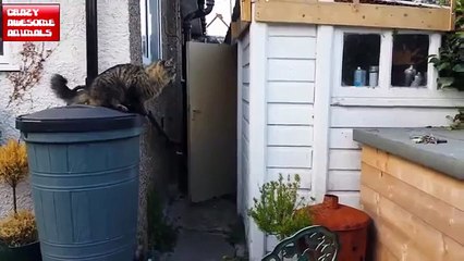 funny animal bath funny animal humps