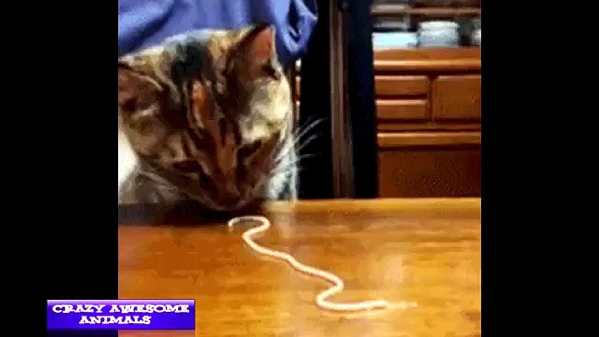 funny animal bites funny animal human