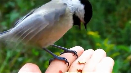 Alpha Feeds one of his little ones while on my hand