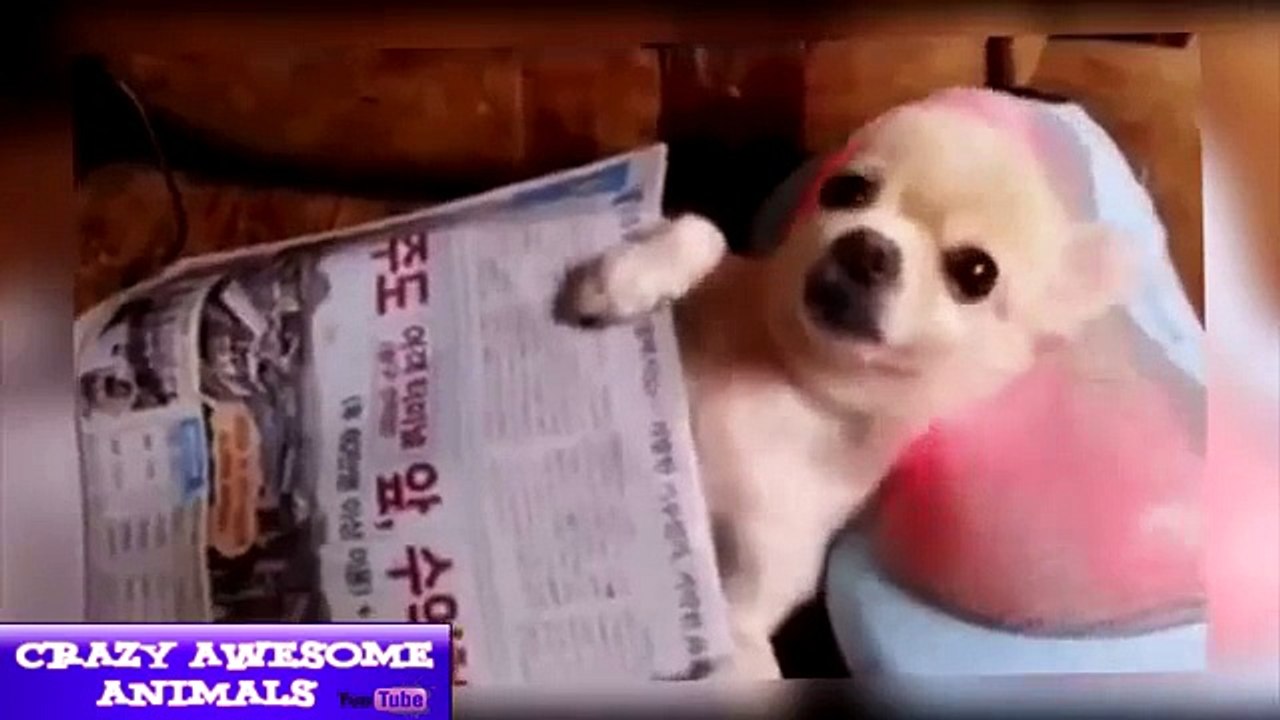 funny animal cartoons for children funny animal hunting videos