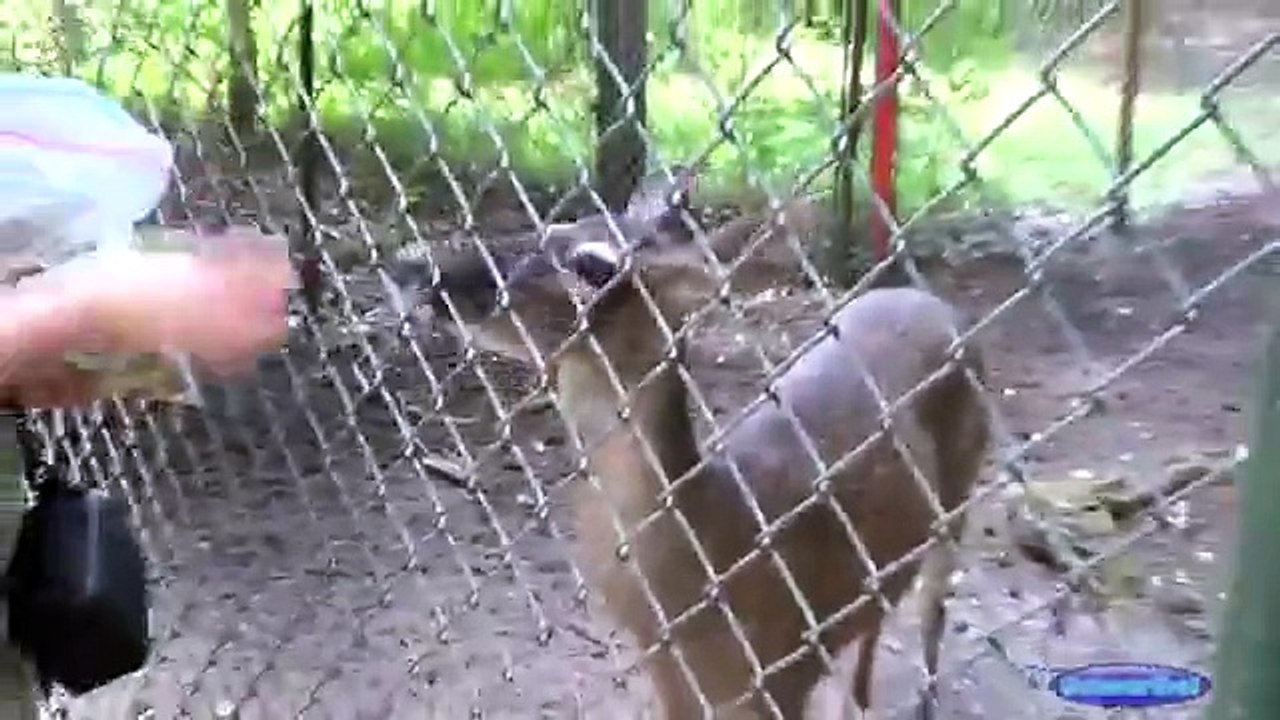 funny animal compilation try not to laugh funny animal in zoo