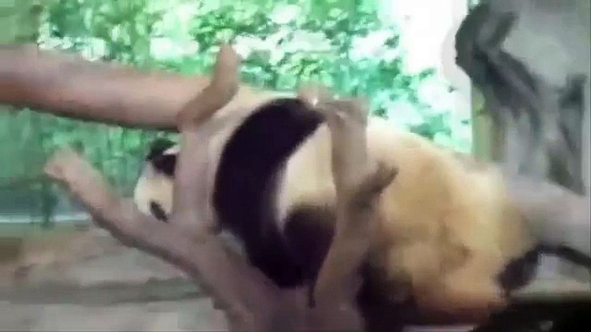 ⁣funny animal documentary funny animal in mirror