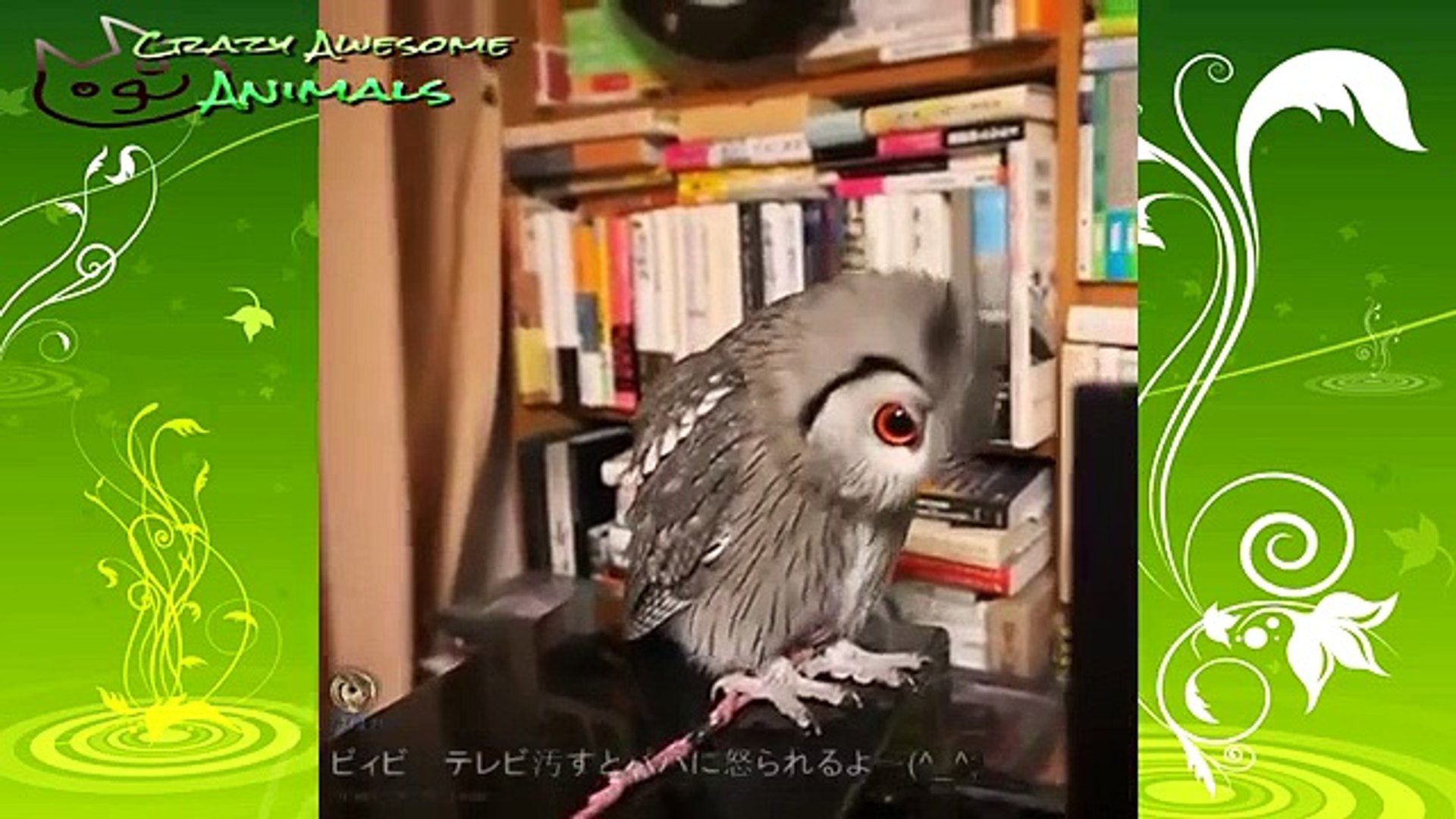 funny animal fails funny animal elephant