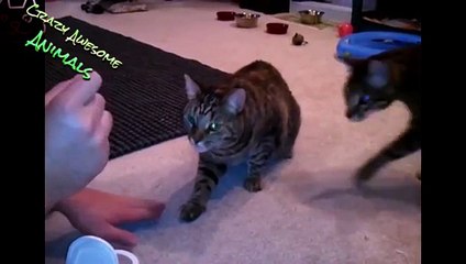 funny animal noises funny animal friends