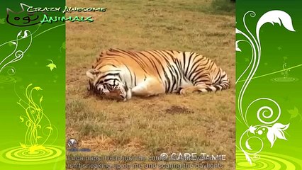 funny animals 2015 compilation star fail vid funny animal expressions