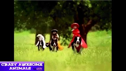 funny animals c funny animal incidents