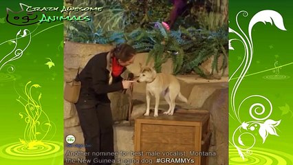 funny animals compilation funny animal escapes