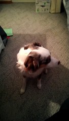 Le chien qui imite une sirène