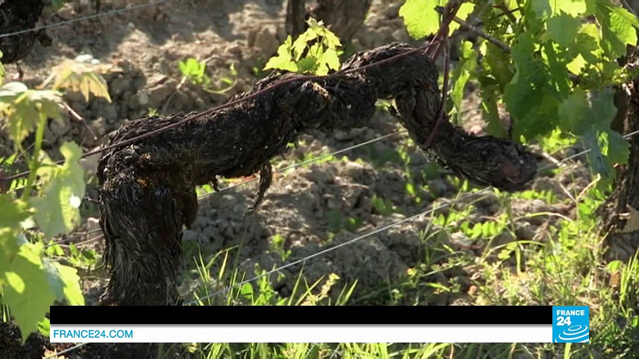 Château Margaux : les maîtres du vin