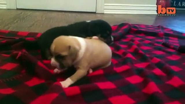 Cute Puppy Shower Rescued Pup Enjoys Bath Time-copypasteads.com