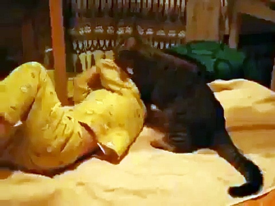 Bebe Y Gato Pelean Horrible! ★ Gato divertido gato chistoso gato tierno loco risa humor