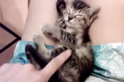 Dejen Dormir A Este Gato Tierno! ★ humor gatos - video divertido gatos chistosos risa gato