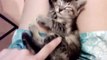 Dejen Dormir A Este Gato Tierno! ★ humor gatos - video divertido gatos chistosos risa gato