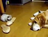 El Ataque Mas Dulce Contra Un Perro ★ humor gatos - video divertido gatos chistosos risa gato