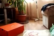 El Gato Mas Loco Del Mundo! ★ humor gatos - video divertido gatos chistosos