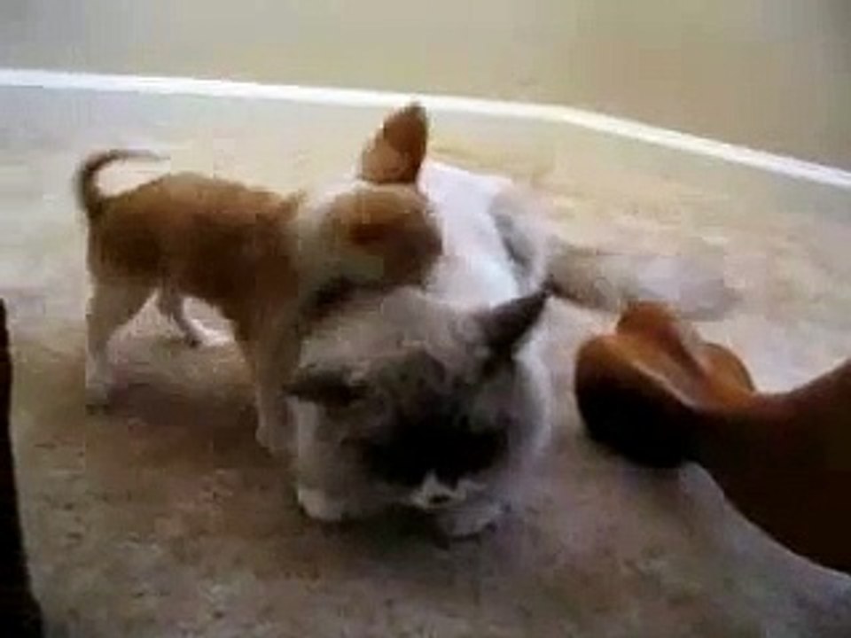 El Gato Mas Paciente Del Mundo ★ humor gatos - video divertido gatos chistosos risa gato